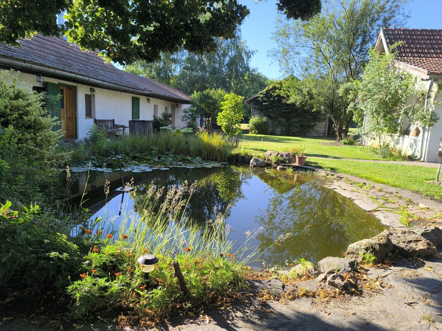 The courtyard pond with water lilies, surrounded by lush greenery