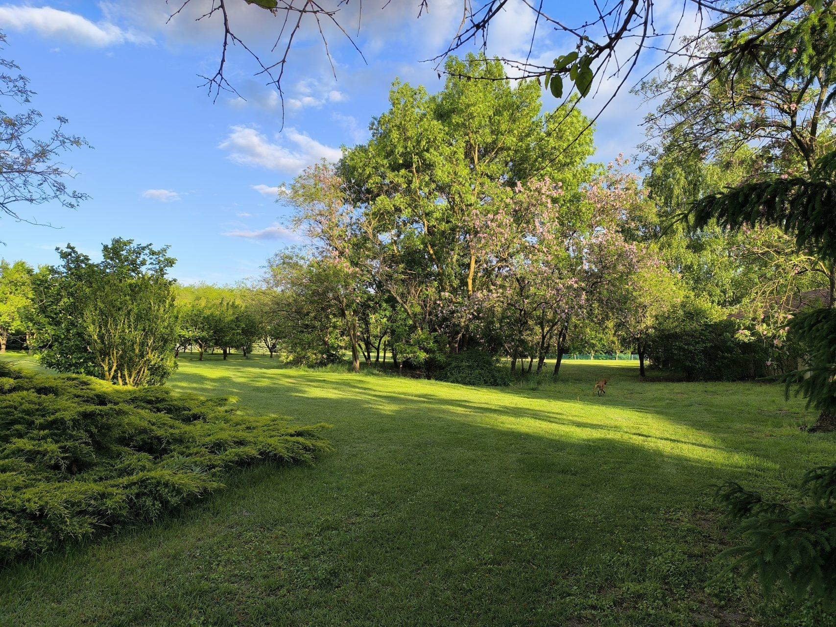 Ancient trees casting long shadows across the manicured lawn